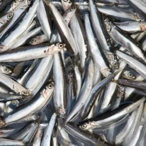 Fresh Anchovies