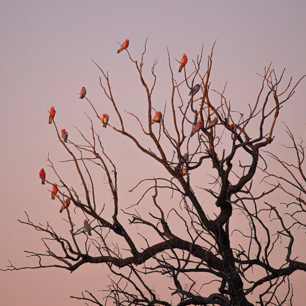 gumtreefullofgalahs.jpg