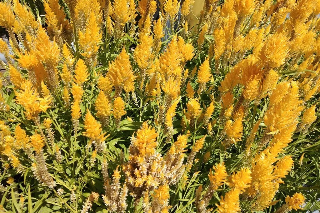 Bunga Celosia alias Lambeng Manok. (Foto Breedie/U Rahma