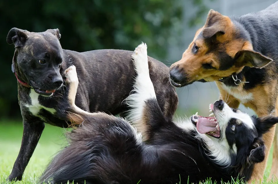 The pack playing while waiting