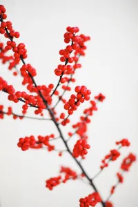 holly1031472_1920.jpg