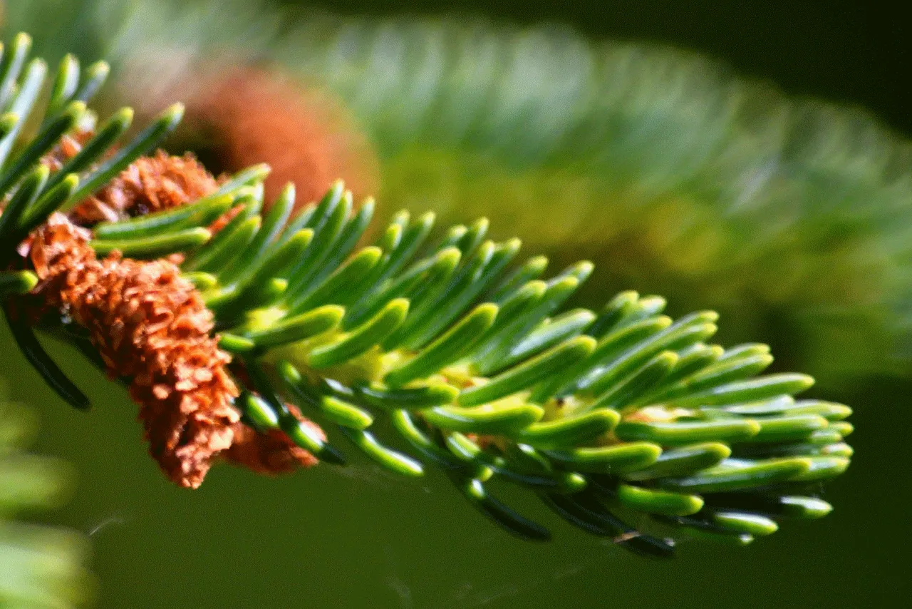 pine cone birth.png