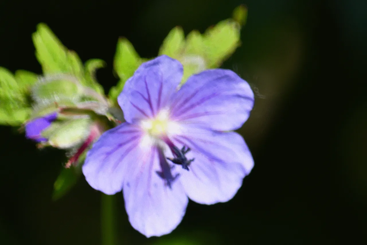 wild geranium 2.png