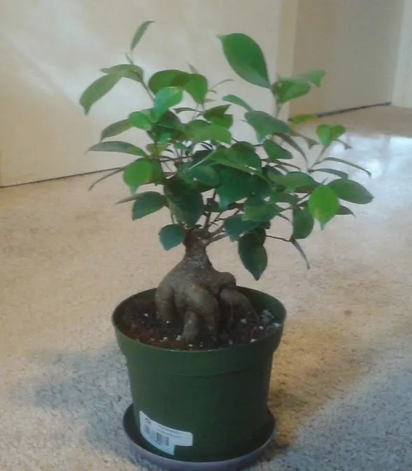originaltree.jpg