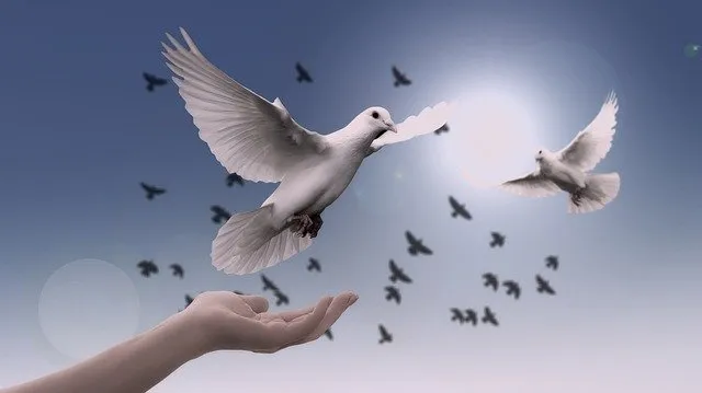 dove3426187_640.jpg