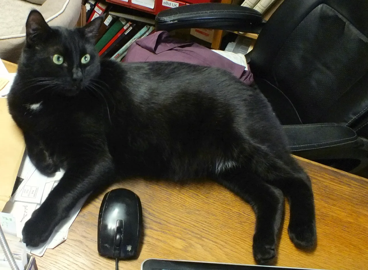 CC0004CatMouse.jpg