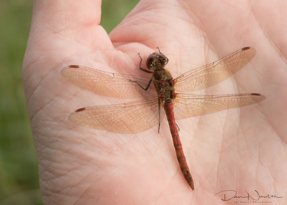 common darter1.jpg