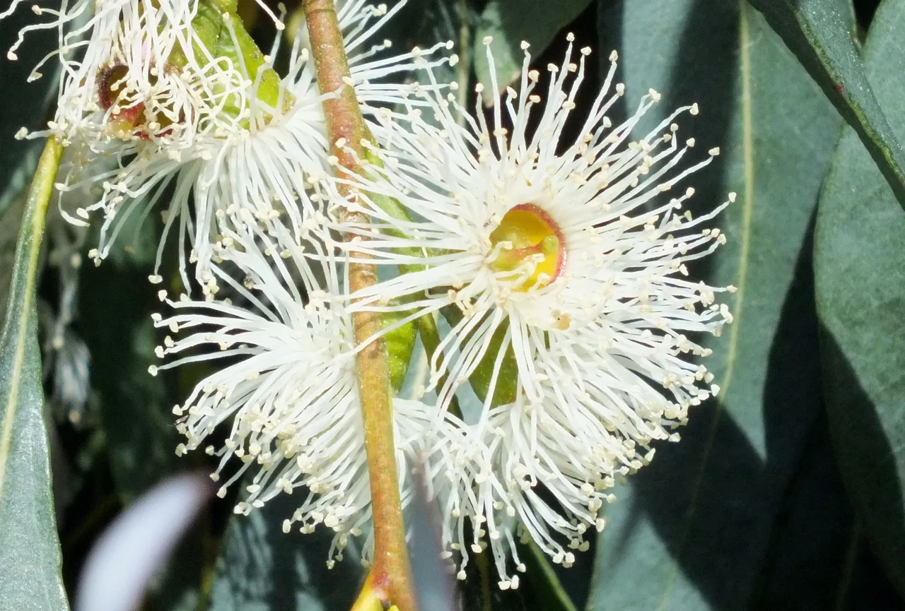 0052Eucalyptus.jpg