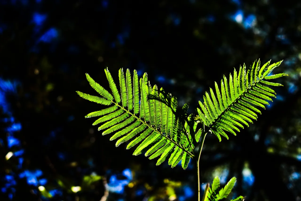 DSC_0103 1.jpg