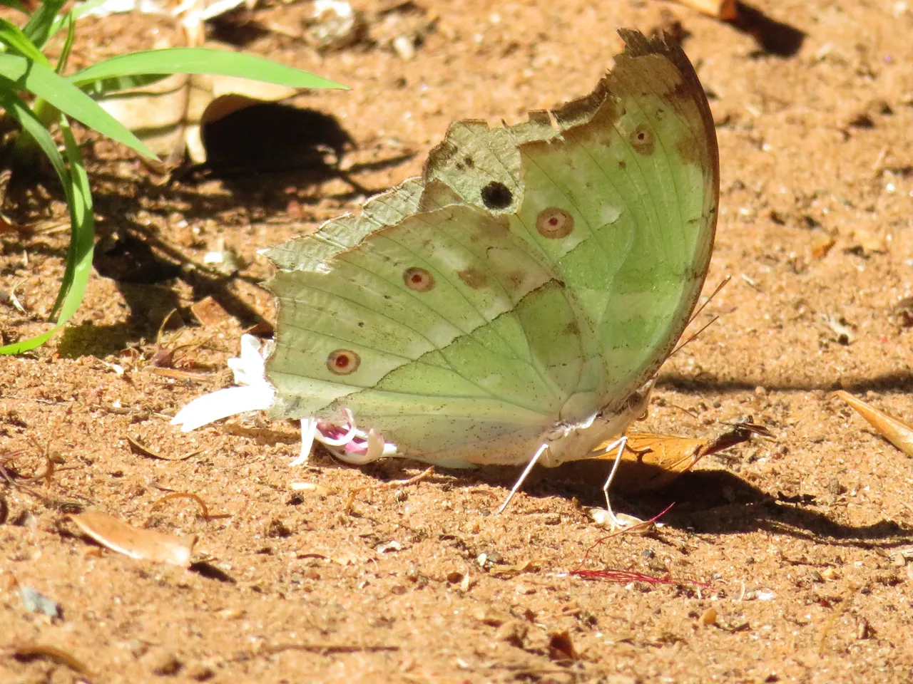 9164Butterfly.JPG