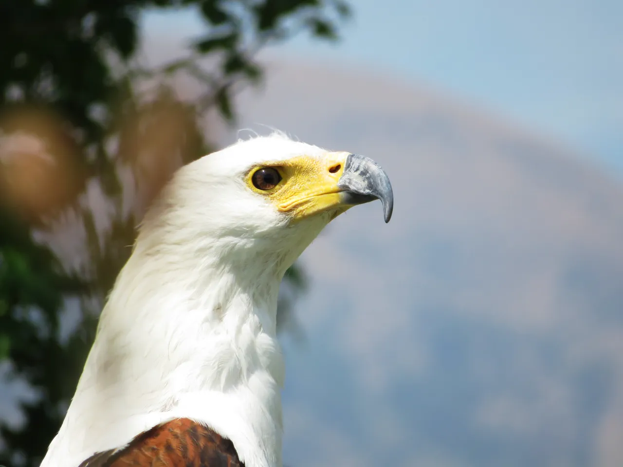 0533FishEagle.JPG