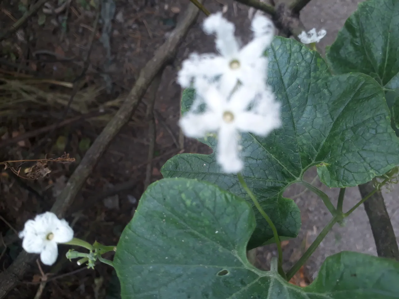 20200808_161305.jpg