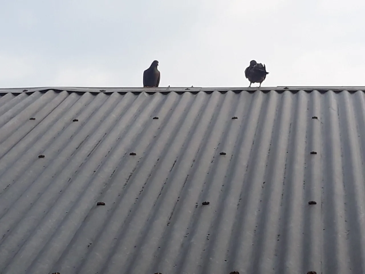 20200907_171932.jpg