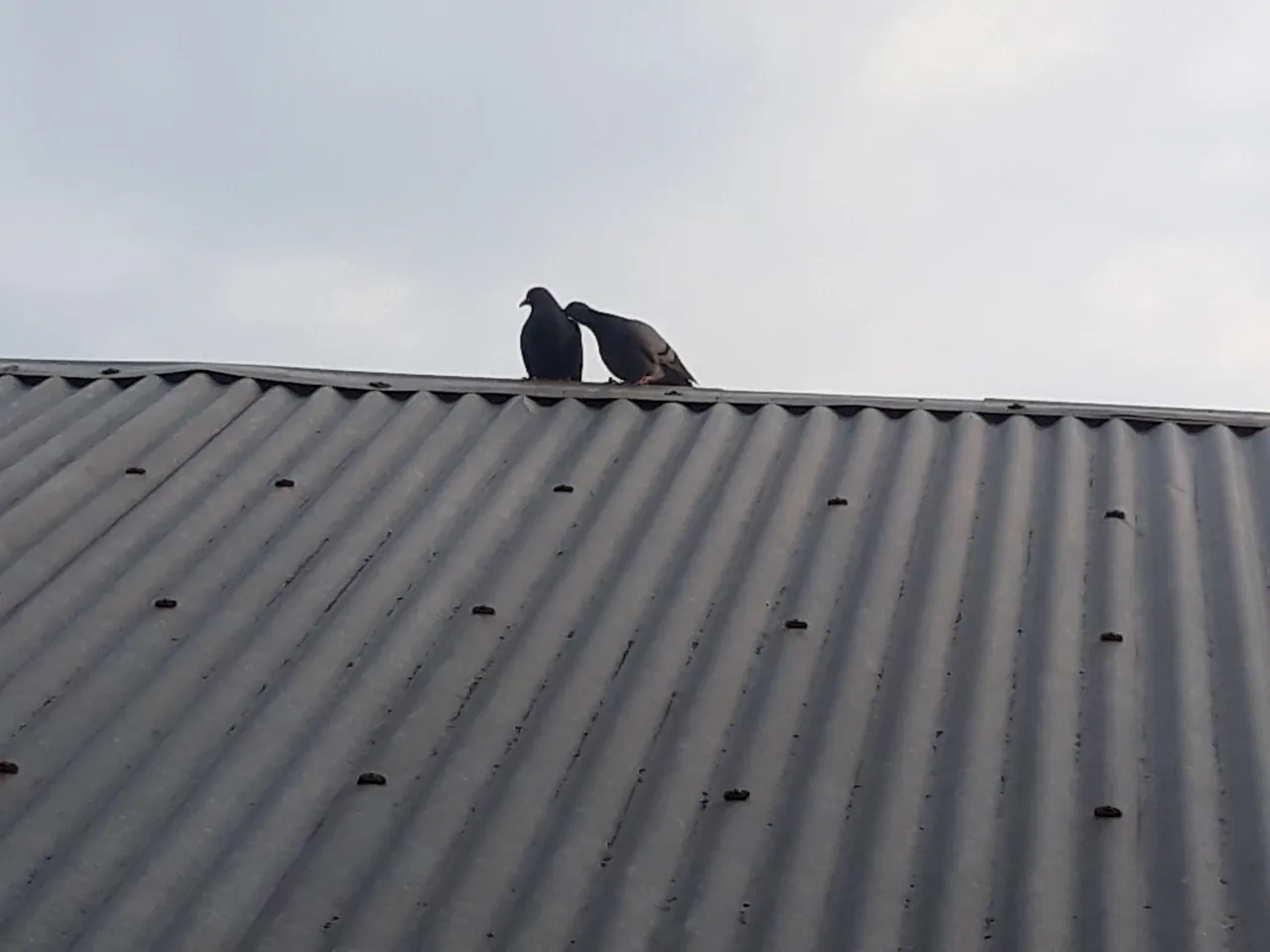 20200907_171850.jpg