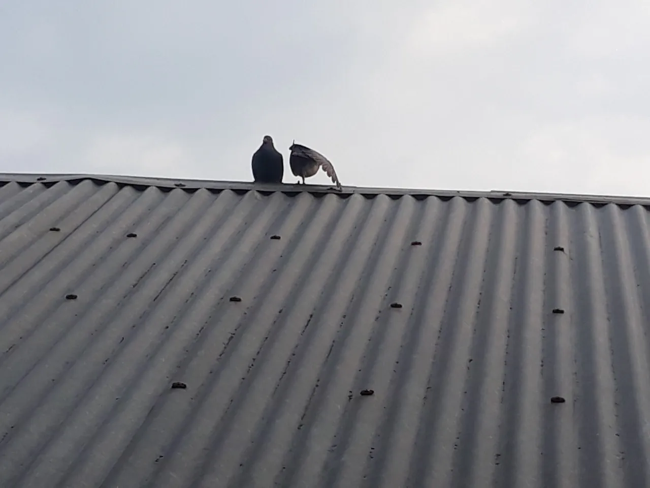 20200907_171908.jpg