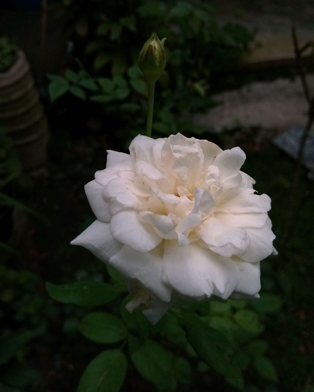 IMG_20201006_130151.jpg
