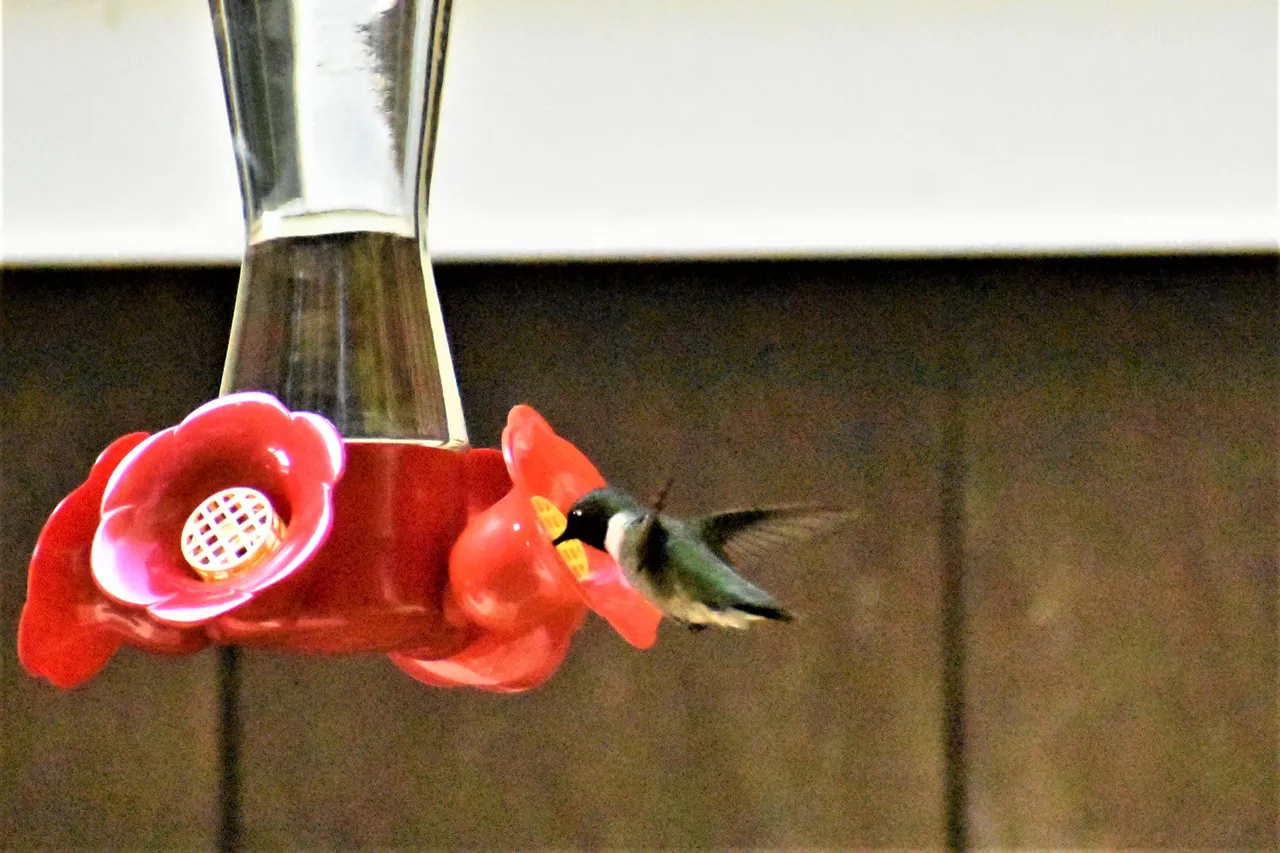 DSC_0892 2.JPG