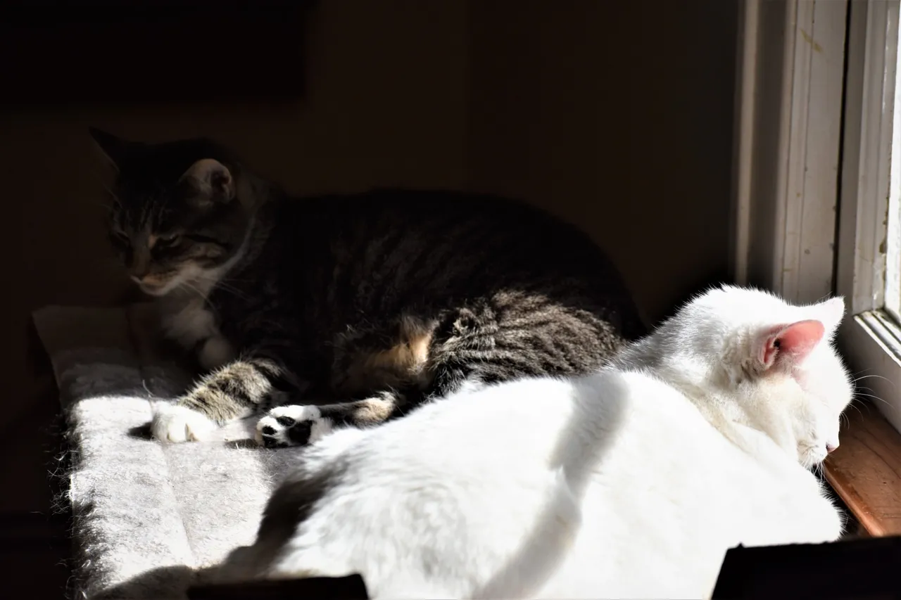 DSC_0287 2.JPG