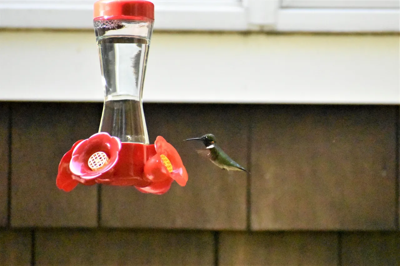 DSC_0881 3.JPG