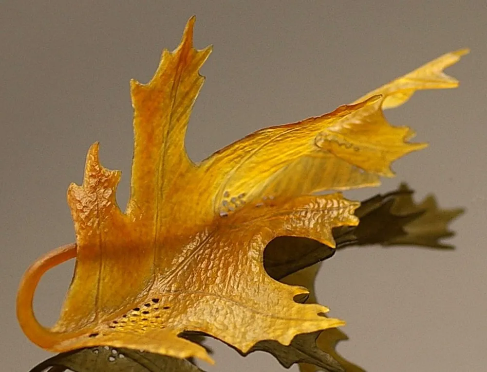 Autumn Leaf 12.jpg