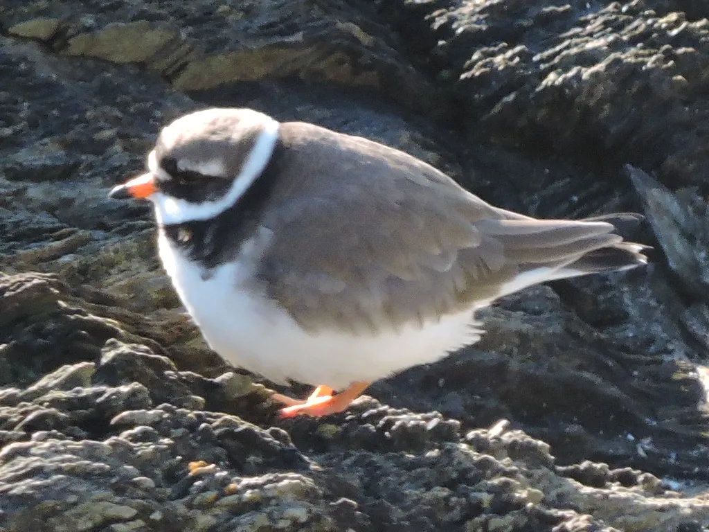 Ringed plover 3.JPG