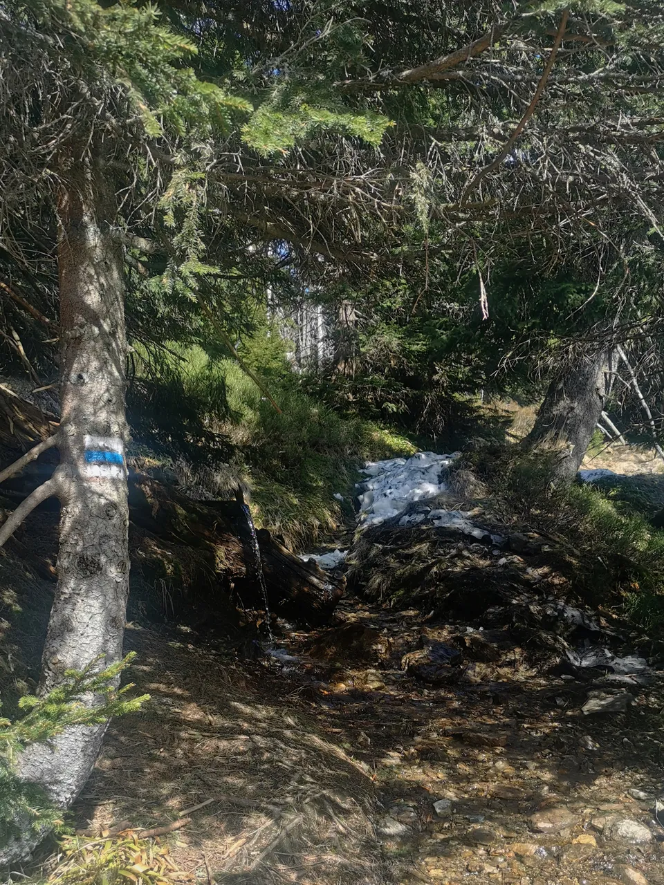 Blue marked trail, water everywhere // Modrá, voda všude