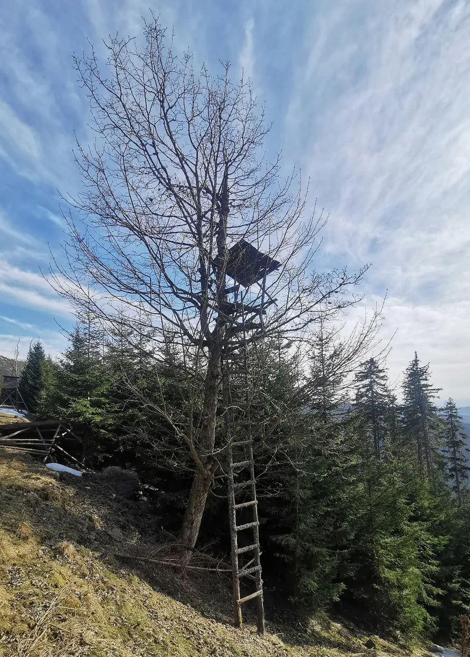 Tree stand // Posed