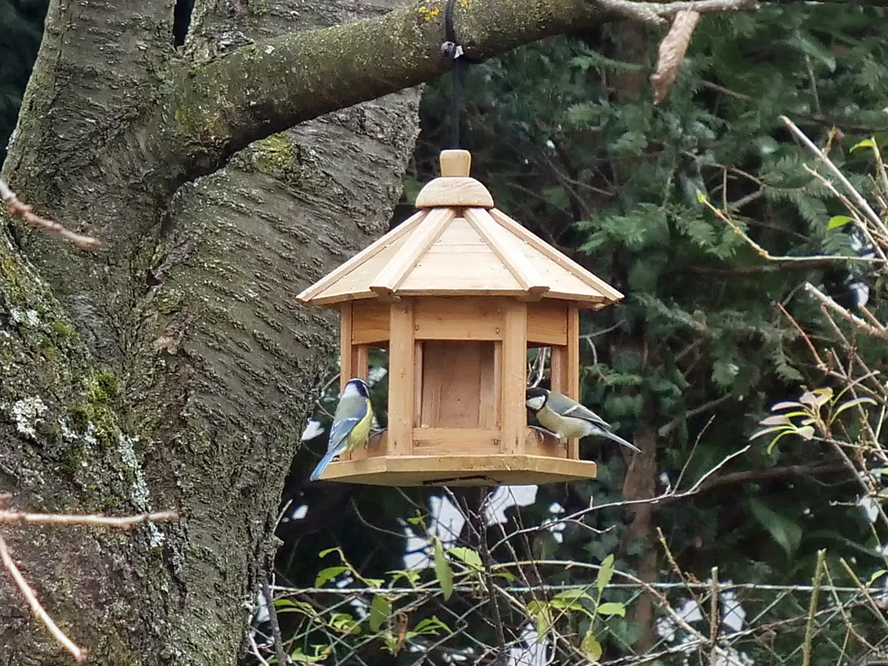 2 vögel.jpg