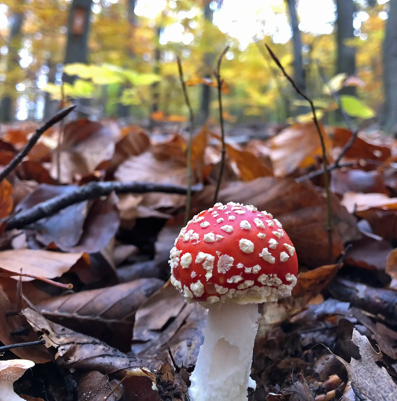 fliegenpilz.jpg