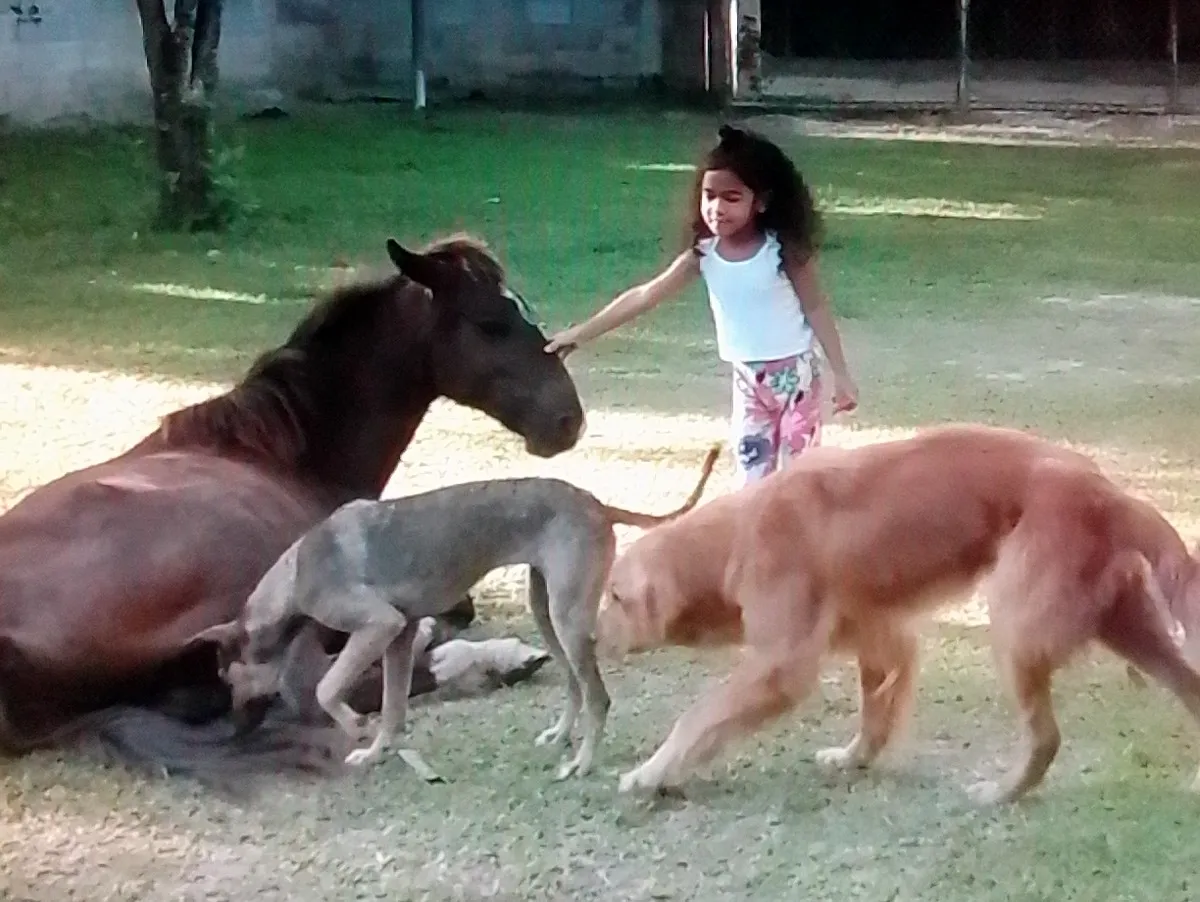 Sarah, los perros y "Pícaro" el caballo