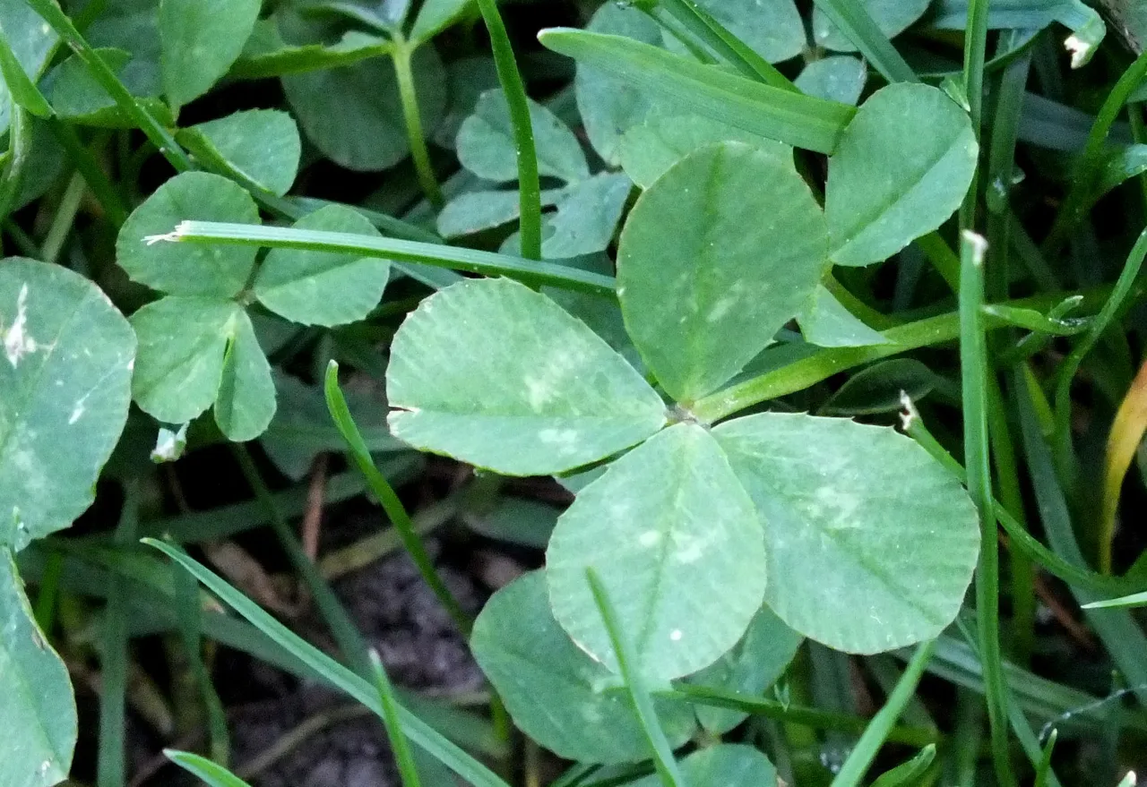1057Clovers.jpg