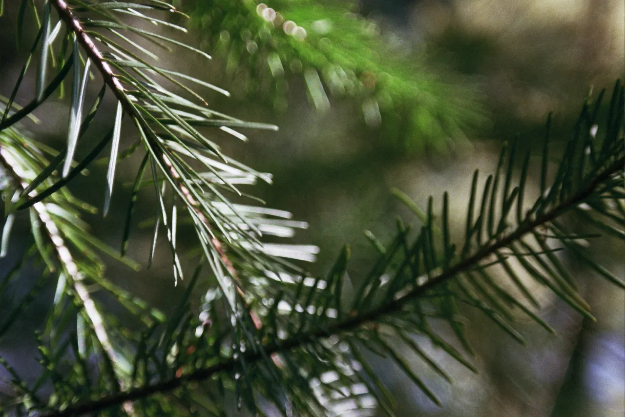_5A_0160.jpg