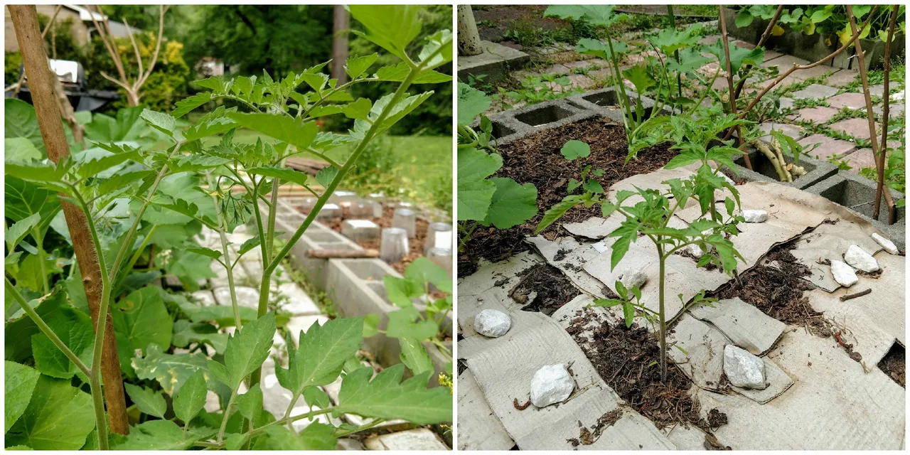 Tomatoes.jpg