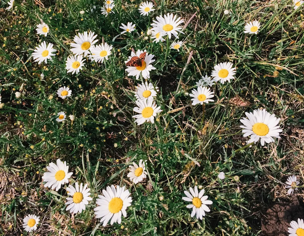 daisyoxeye2.jpg