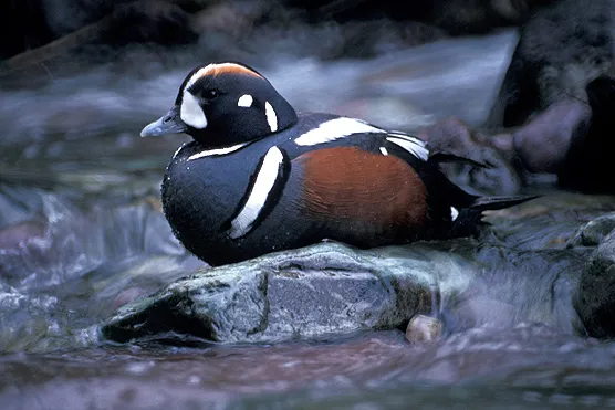 harlequin_556_1.jpg