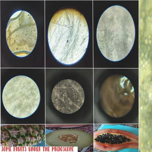 Fruits under the microscope🧠👨🏫 / Frutas bajo el microscopio🍍🍎...