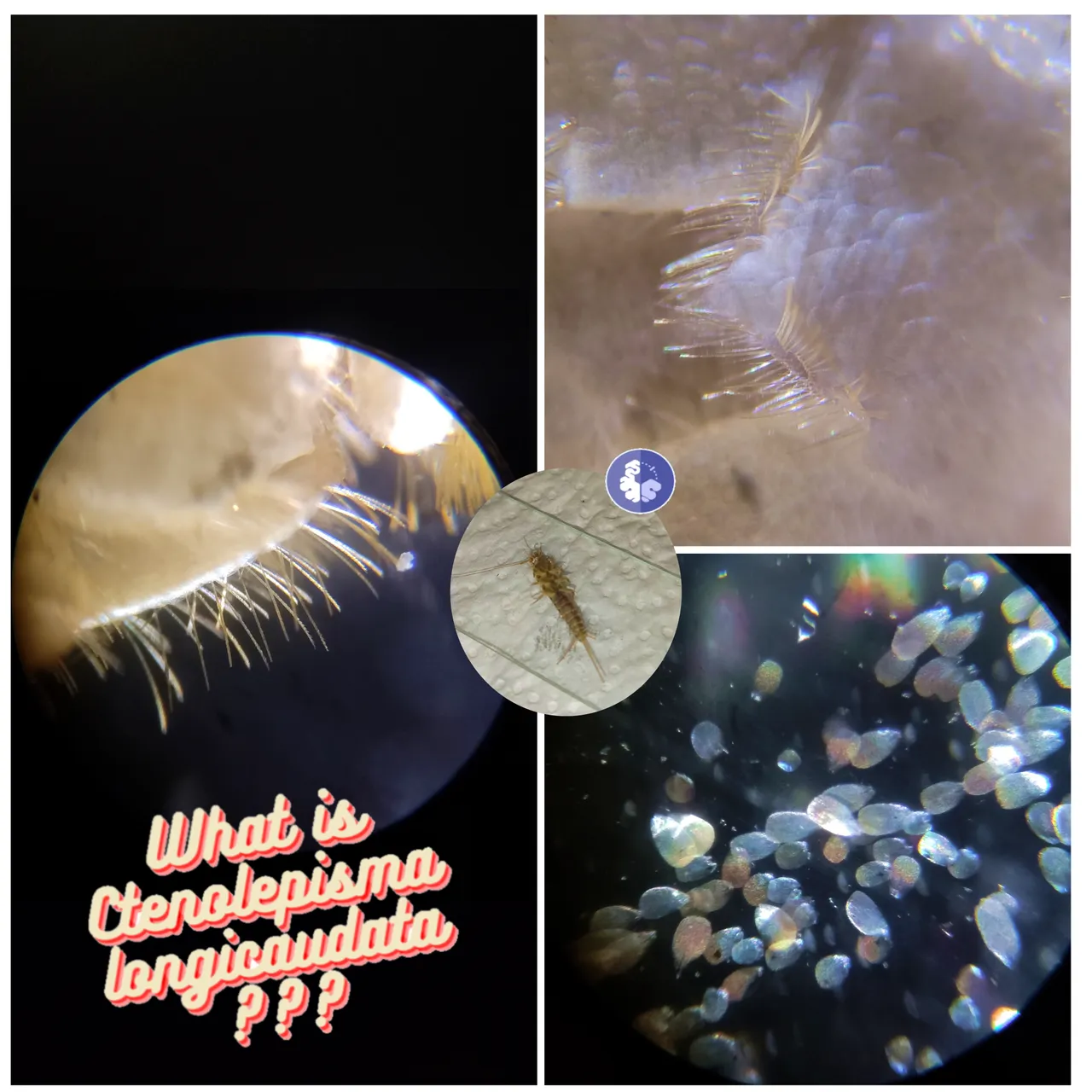 Silverfish bite what to do???🧫/ Picada del pececillo de plata???🧠...