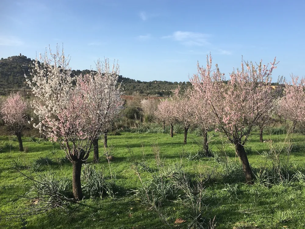 Im Winter auf Mallorca - Valldemossa 🇩🇪🇩🇪🇩🇪🇩🇪🇩🇪🇩🇪🇩🇪