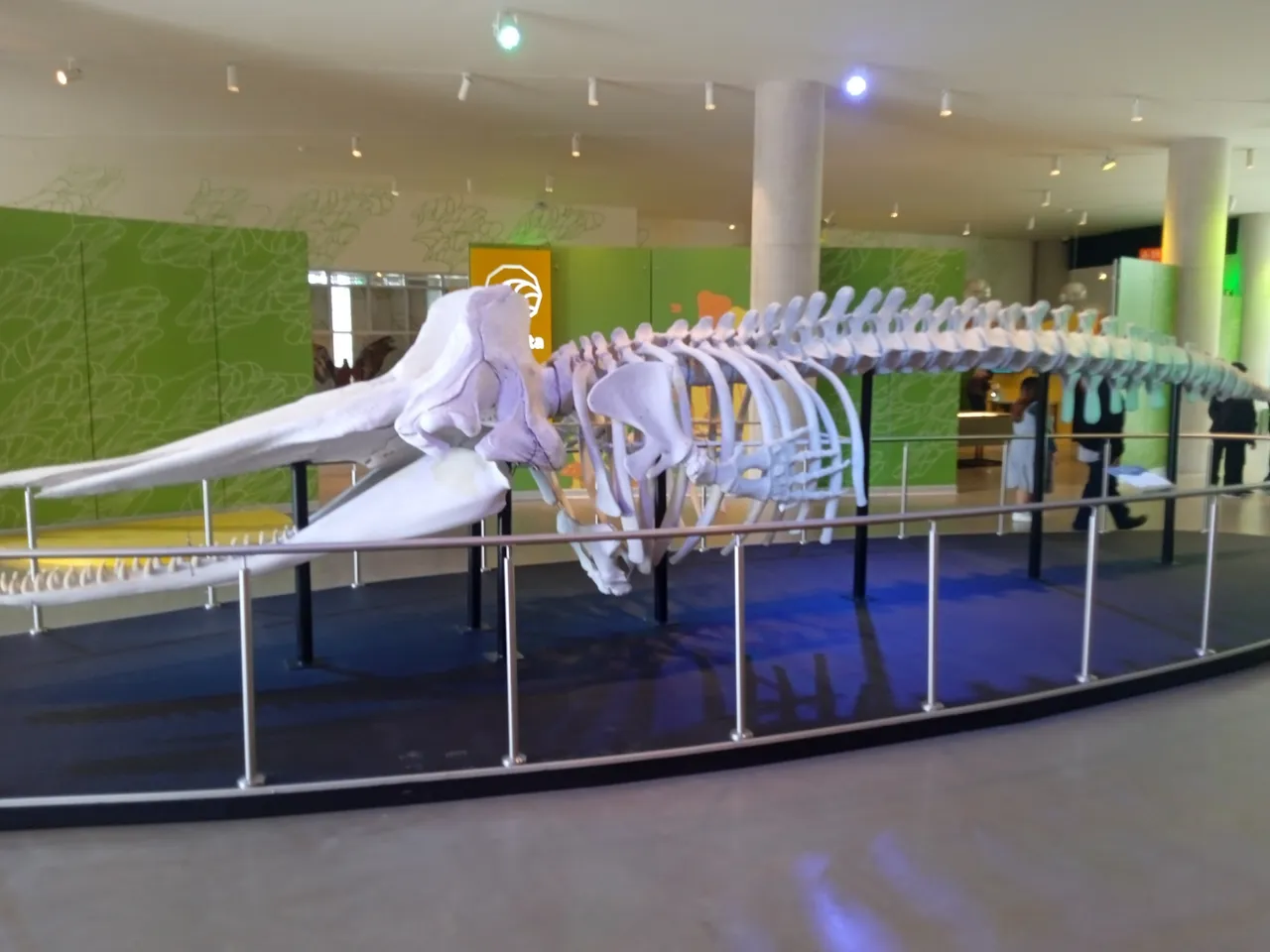 Skelenton of a ”Sperm whale” notice the presence of teeth in the jaw