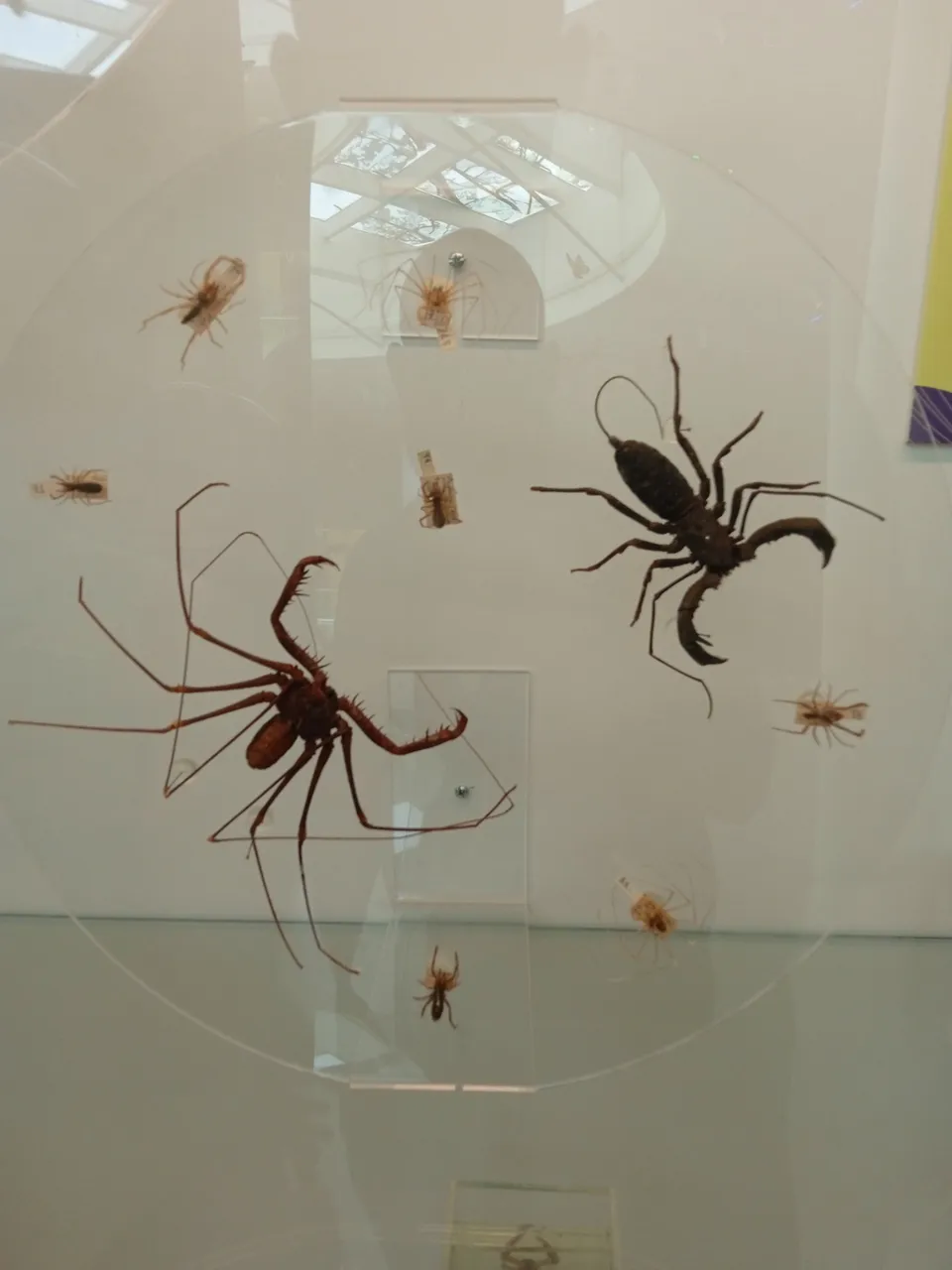 Araña de látigo (a la izquierda) y escorpión de látigo o vinagrillo (a la derecha)