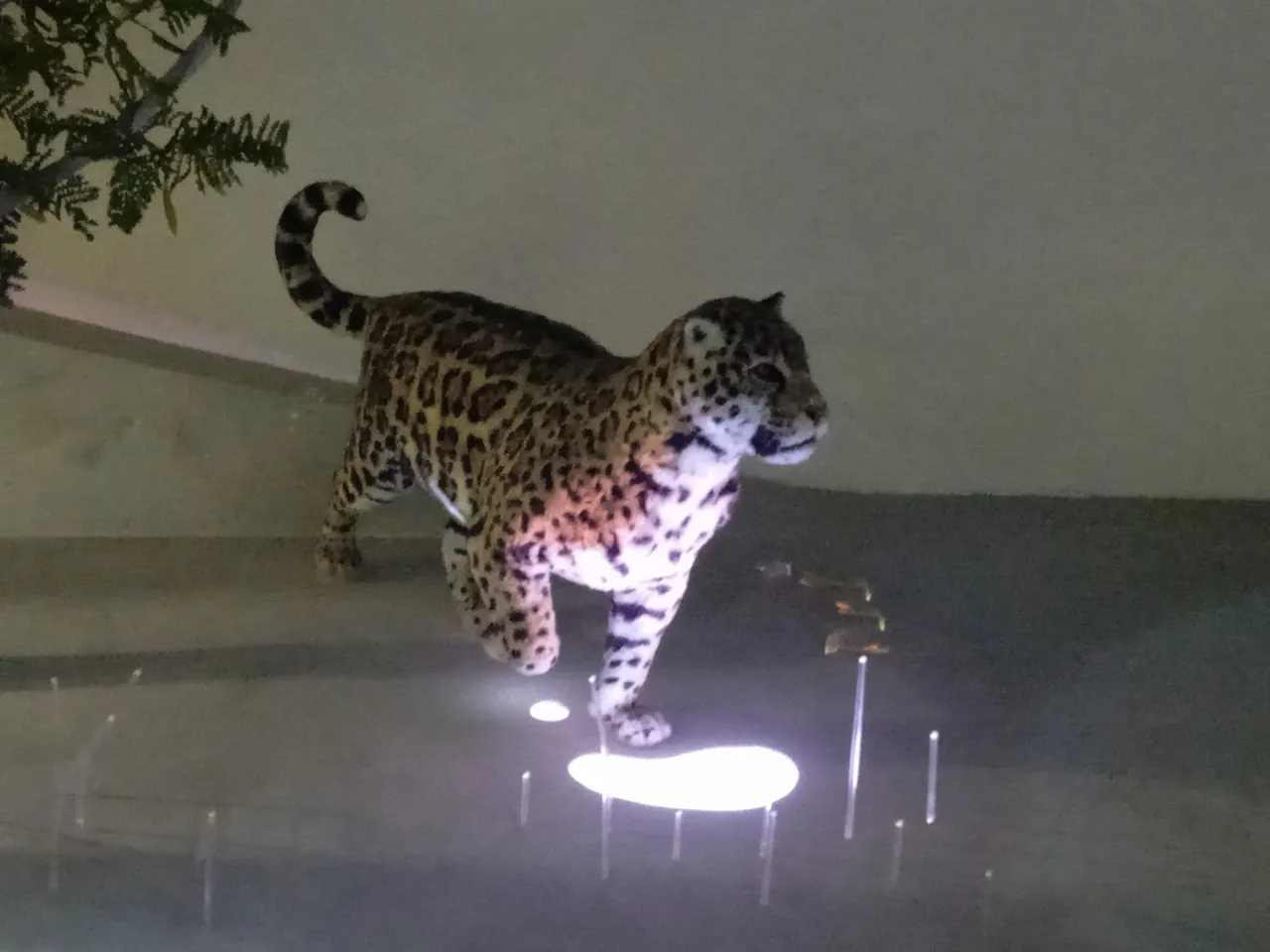 Jaguar