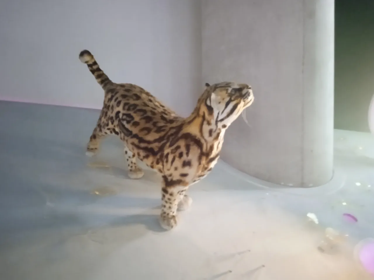 Ocelot