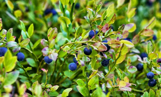 Blueberries on blood