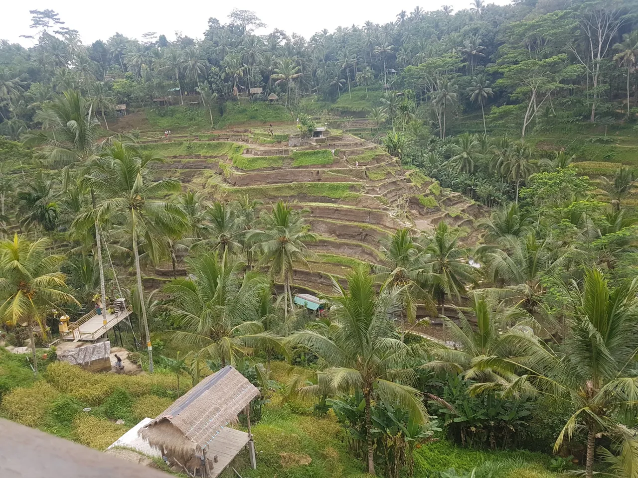 On our day tour we visited Tegallalang rice fields which are probably the most famous, most often photographed rice fields in all of Bali.