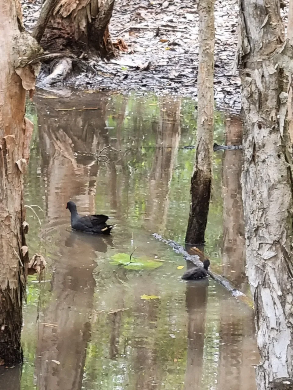 Baby Dusky Moorhen chick.