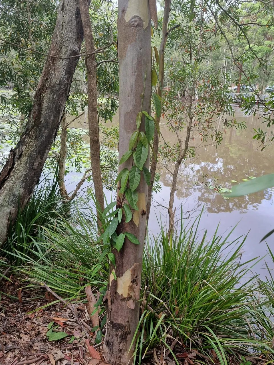 A vine creeping its way around a gum tree.