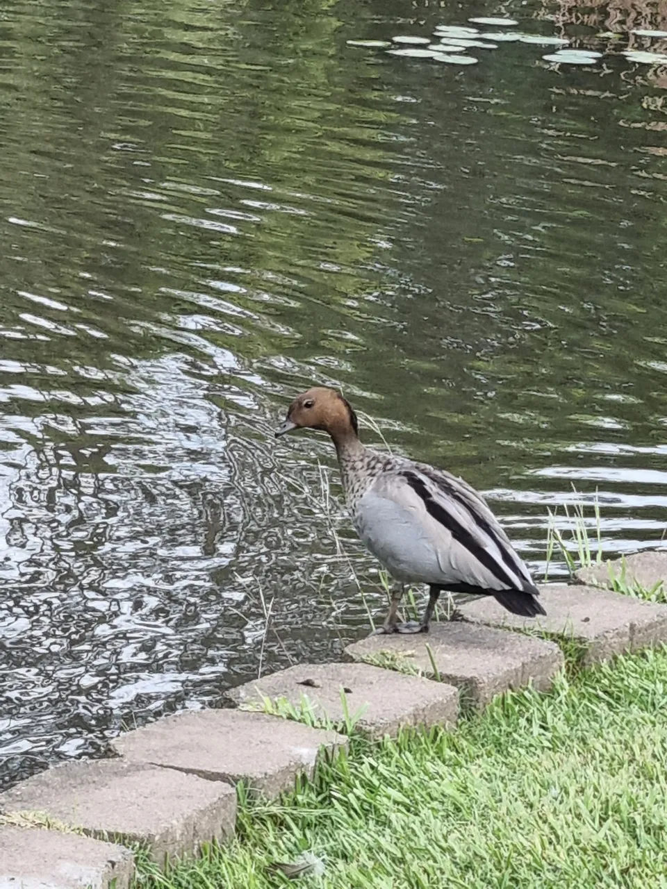 Australian Wood Duck