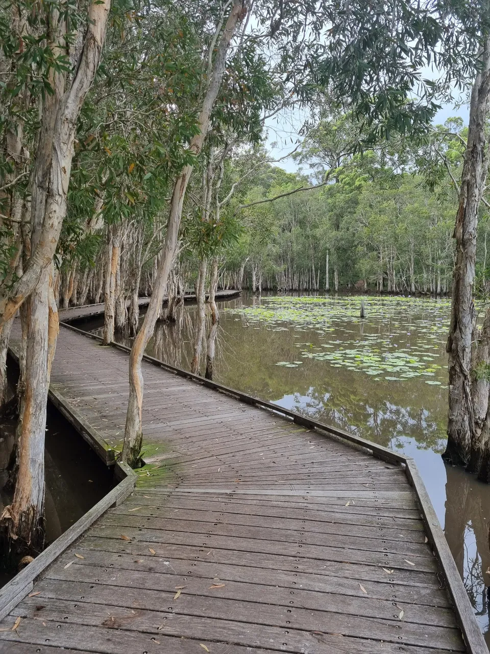 The Wetlands Board walk prefect for a stroll to connect with some nature, we saw a small turtle but I wasn’t fast enough to get a photo.