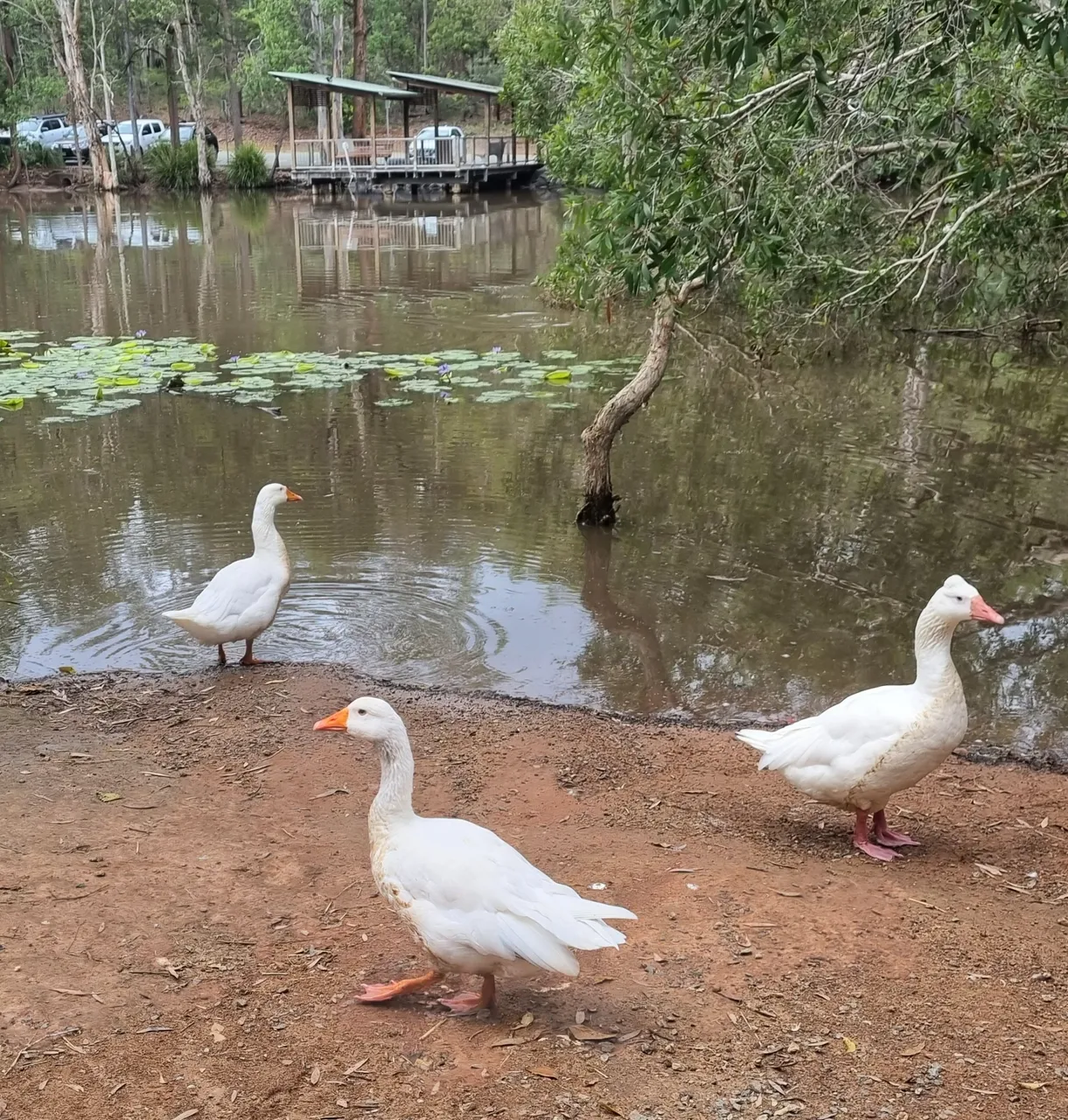 Some wild Geese strutting around like they owned the place.