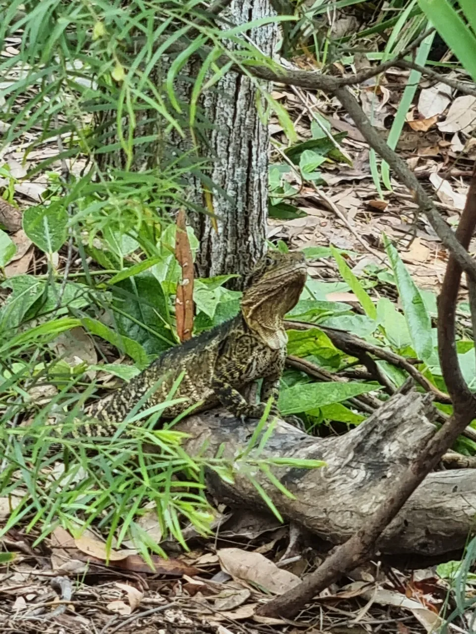 Another Australian Water Dragon Lizard.